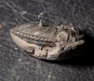 Amaltheus gibbosus (Schlotheim, 1820)
