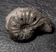 Amaltheus gibbosus (Schlotheim, 1820)