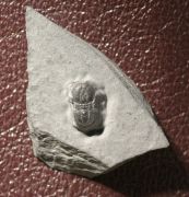 Ptychagnostus atavus (Tullberg, 1880)