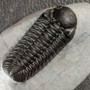 Boeckops stelcki MCKELLAR et al 2009