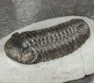 Boeckops stelcki MCKELLAR et al 2009