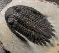 Hollardops burtandmimiae (Lieberman & Kloc 1997)