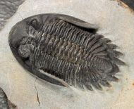Hollardops burtandmimiae (Lieberman & Kloc 1997)