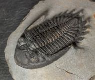 Hollardops burtandmimiae (Lieberman & Kloc 1997)
