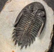 Hollardops burtandmimiae (Lieberman & Kloc 1997)