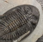 Hollardops burtandmimiae (Lieberman & Kloc 1997)