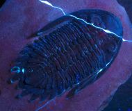 Hollardops burtandmimiae (Lieberman & Kloc 1997)
