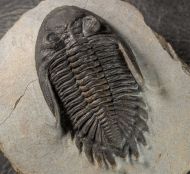 Hollardops burtandmimiae (Lieberman & Kloc 1997)