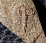 Olenellus gilberti (Meek in White, 1874)