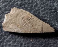 Olenellus gilberti (Meek in White, 1874)