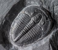 Elrathia kingi (Meek 1870)