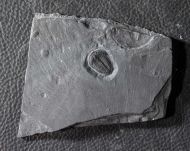 Elrathia kingi (Meek 1870)