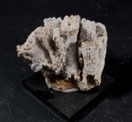 Thecosmilia trichotoma (GOLDFUSS 1826)