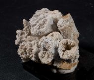 Thecosmilia trichotoma (GOLDFUSS 1826)