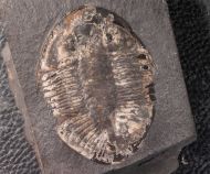 Pseudogygites latimarginatus (Hall, 1847)