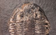 Pseudogygites latimarginatus (Hall, 1847)