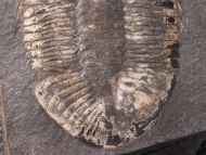 Pseudogygites latimarginatus (Hall, 1847)