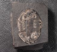 Pseudogygites latimarginatus (Hall, 1847)