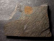 Graptolithen - Brickhill Shales