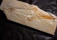 Libanopristis hiram (HAY, 1903)