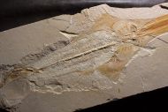 Libanopristis hiram (HAY, 1903)