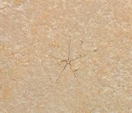 Libanopristis hiram (HAY, 1903)