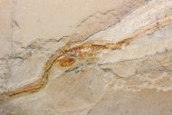 Libanopristis hiram (HAY, 1903)