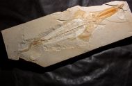 Libanopristis hiram (HAY, 1903)