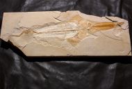 Libanopristis hiram (HAY, 1903)