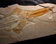 Libanopristis hiram (HAY, 1903)