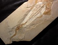 Libanopristis hiram (HAY, 1903)