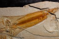 Libanopristis hiram (HAY, 1903)