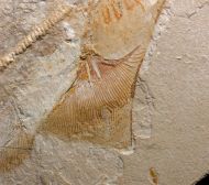 Libanopristis hiram (HAY, 1903)