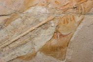 Libanopristis hiram (HAY, 1903)