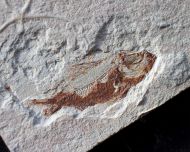 Ctenothrissa vexillifer (Pictet, 1850)