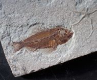 Ctenothrissa vexillifer (Pictet, 1850)