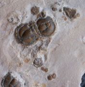 Itagnostus interstricta (WHITE, 1874)