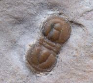 Itagnostus interstricta (WHITE, 1874)