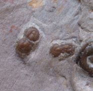 Itagnostus interstricta (WHITE, 1874)