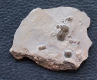 Itagnostus interstricta (WHITE, 1874)