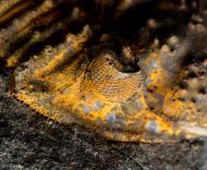 Plesiomalvinella pujravii (WOLFART, 1968)