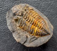 Plesiomalvinella pujravii (WOLFART, 1968)