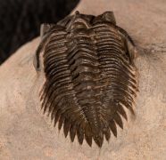 Metacanthina issoumourensis Morzardec 2001