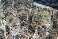 Stromatolith