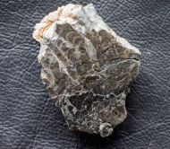 Stromatolith