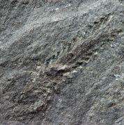 Graptolites -  Brickhill Shales