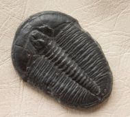 Elrathia kingi (Meek 1870)