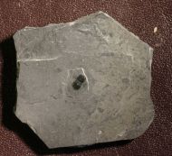 Ptychagnostus atavus (Tullberg, 1880)