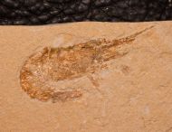 Carpopenaeus callirostris Glaessner 1945