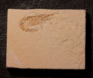 Carpopenaeus callirostris Glaessner 1945